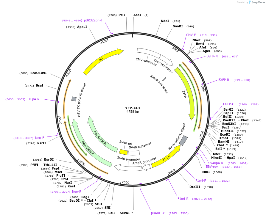 11950-plasmid-map-sequence-id-364683