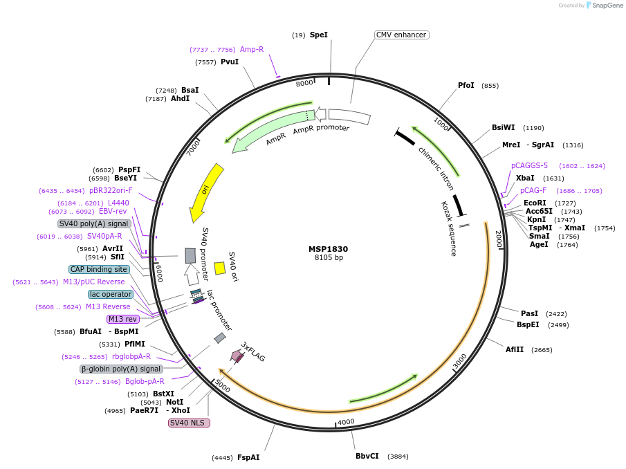 70708-plasmid-map-sequence-id-364684