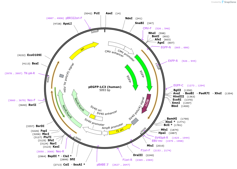 24920-plasmid-map-sequence-id-364689