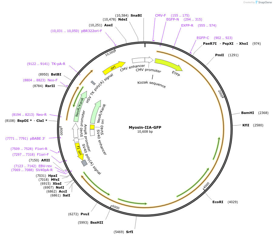 38297-plasmid-map-sequence-id-364690