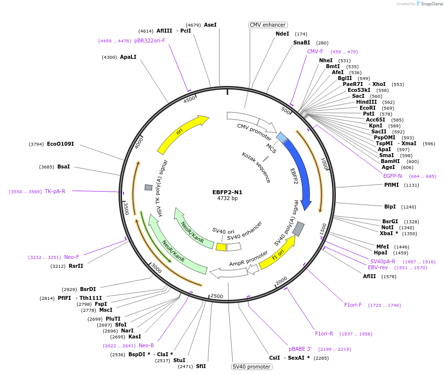 54595-plasmid-map-sequence-id-364695