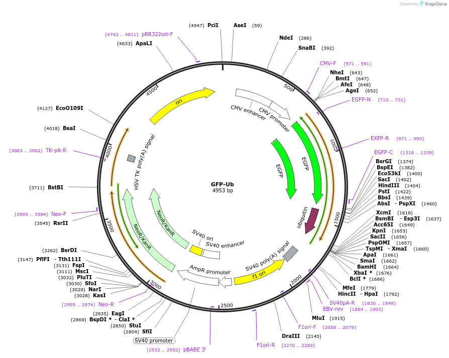 11928-plasmid-map-sequence-id-364697