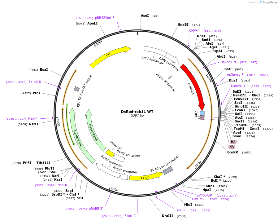 12679-plasmid-map-sequence-id-364698