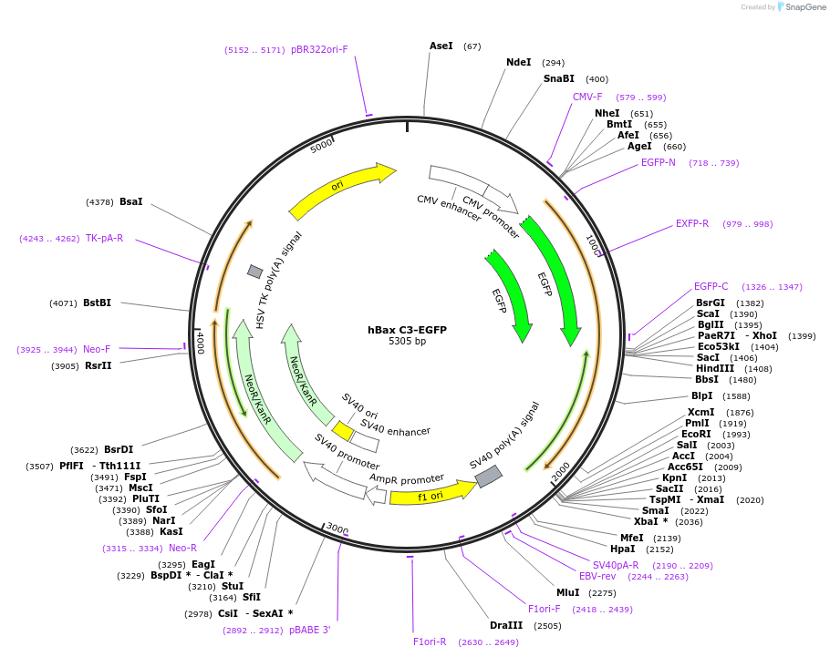 19741-plasmid-map-sequence-id-364700