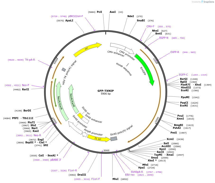 18758-plasmid-map-sequence-id-364703