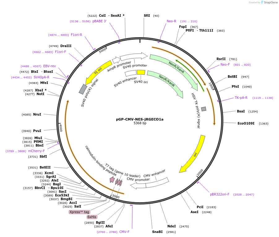 61563-plasmid-map-sequence-id-364704