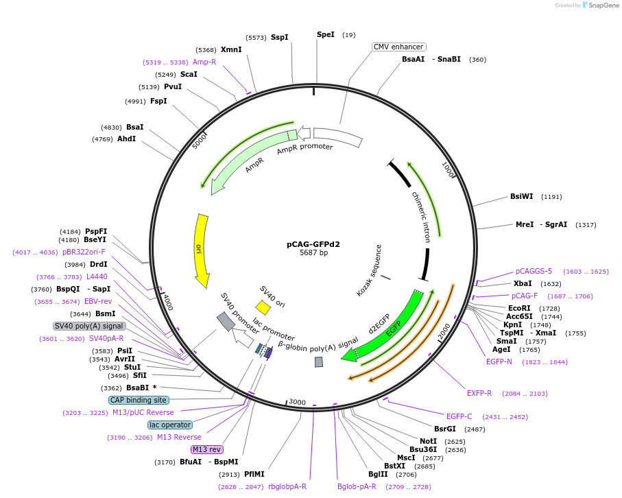 14760-plasmid-map-sequence-id-364706