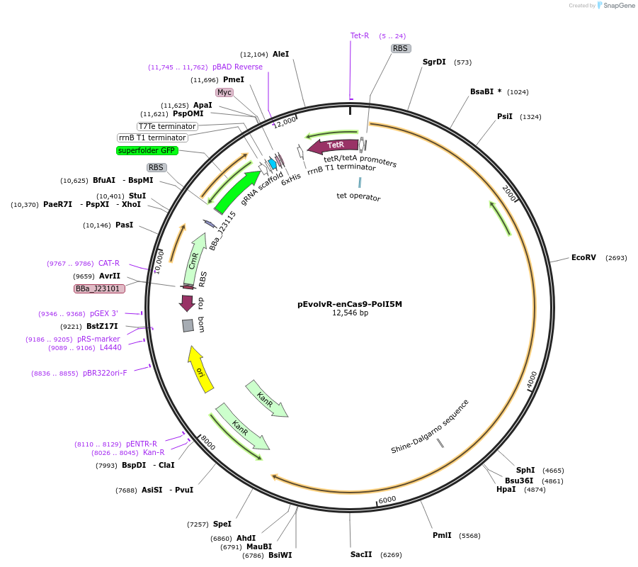 113078-plasmid-map-sequence-id-364709