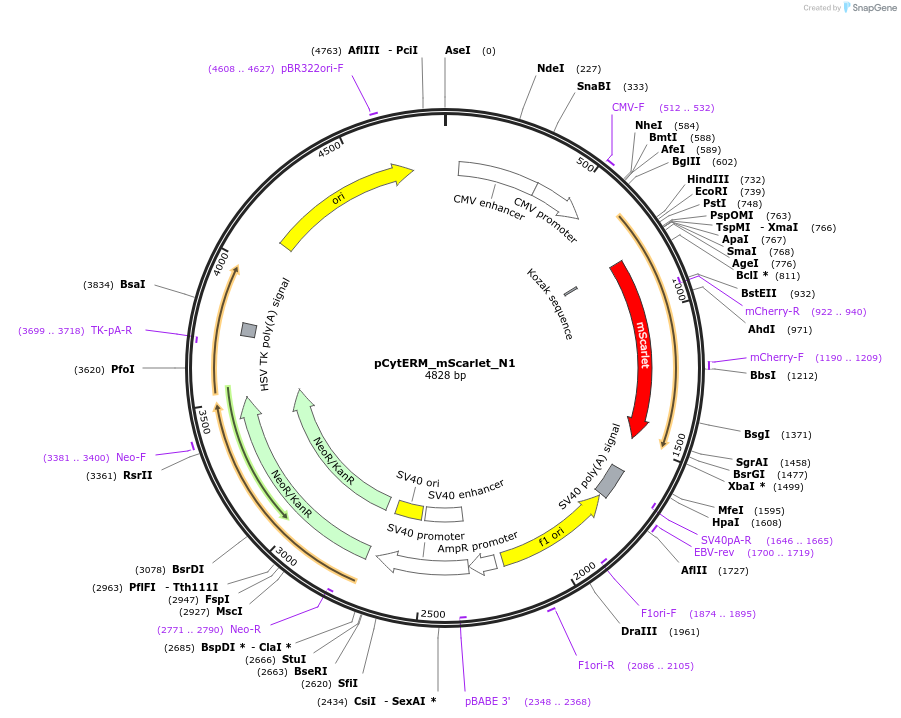 85066-plasmid-map-sequence-id-364710