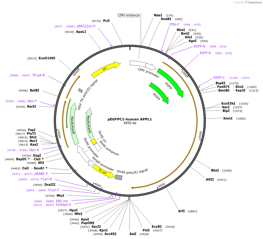 22198-plasmid-map-sequence-id-364715