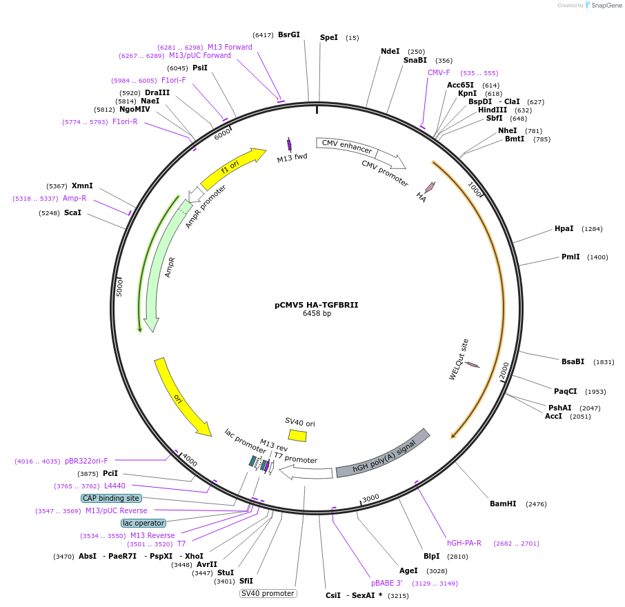 19158-plasmid-map-sequence-id-364716