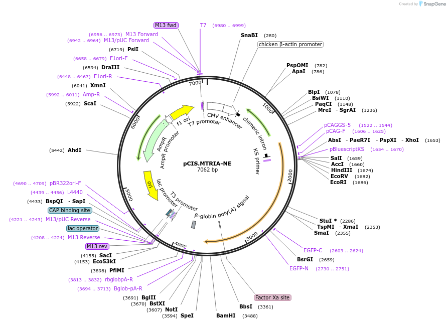 184608-plasmid-map-sequence-id-364795