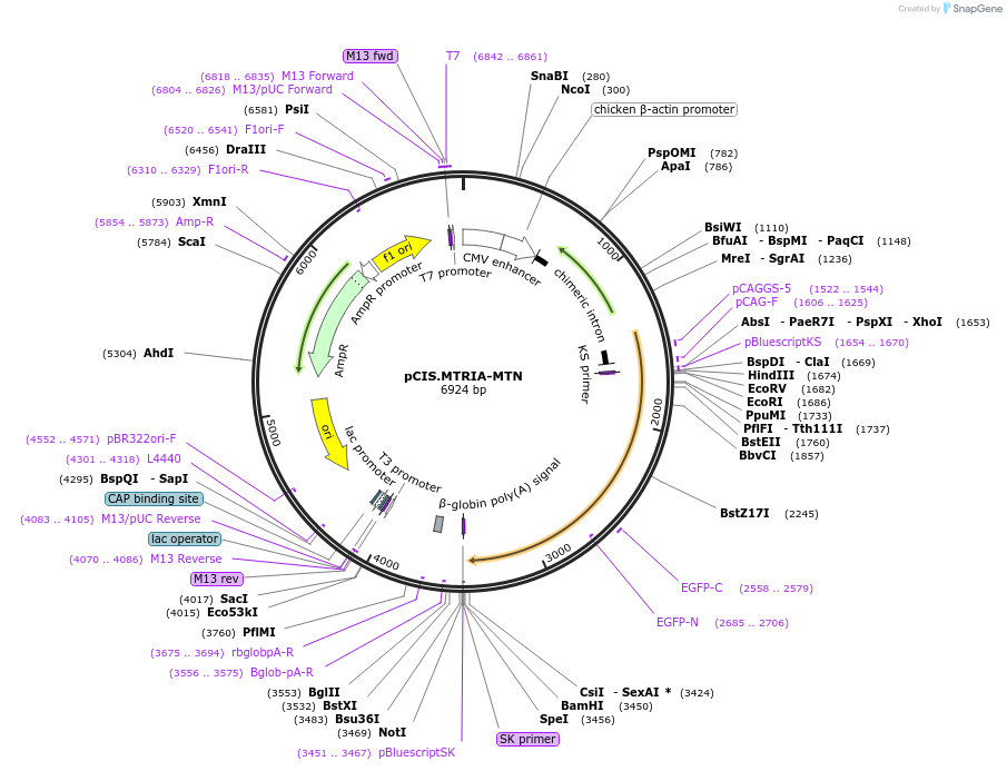 184607-plasmid-map-sequence-id-364835