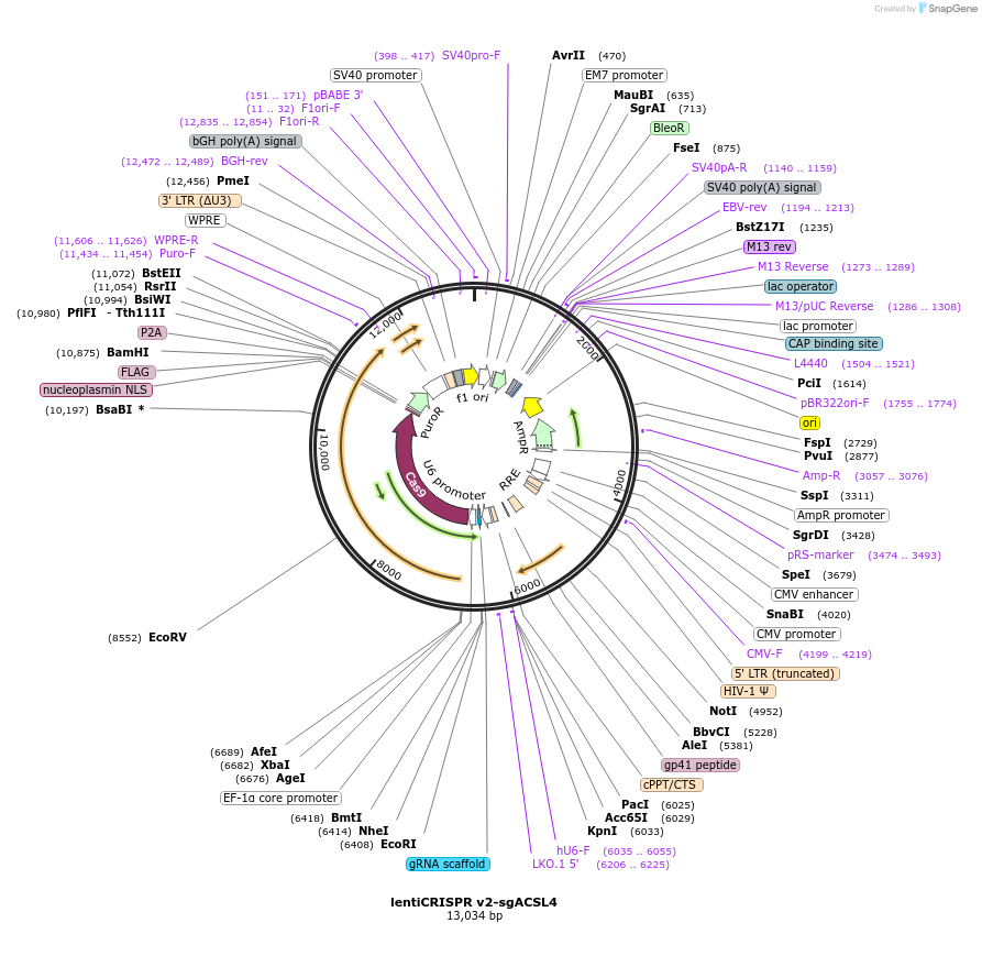 186024-plasmid-map-sequence-id-364861
