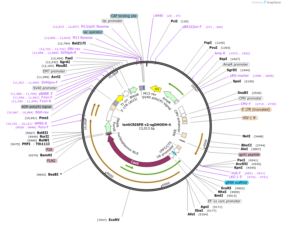 186022-plasmid-map-sequence-id-364862
