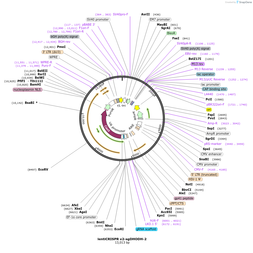 186023-plasmid-map-sequence-id-364863