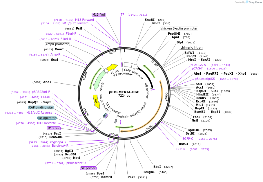 184617-plasmid-map-sequence-id-364864