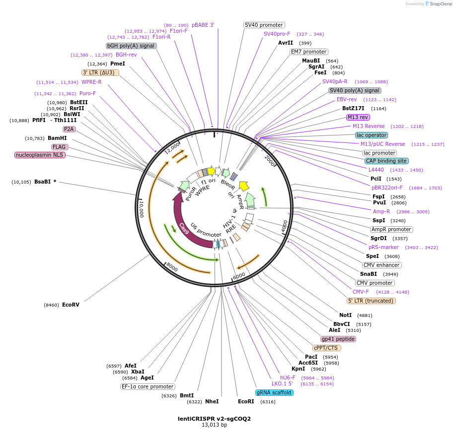 186025-plasmid-map-sequence-id-364865