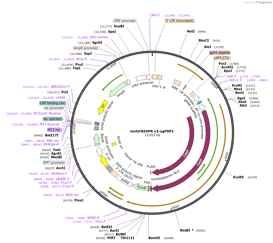 186026-plasmid-map-sequence-id-364866