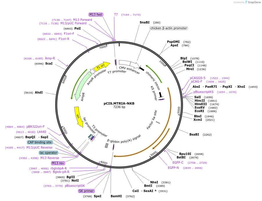 184609-plasmid-map-sequence-id-364867