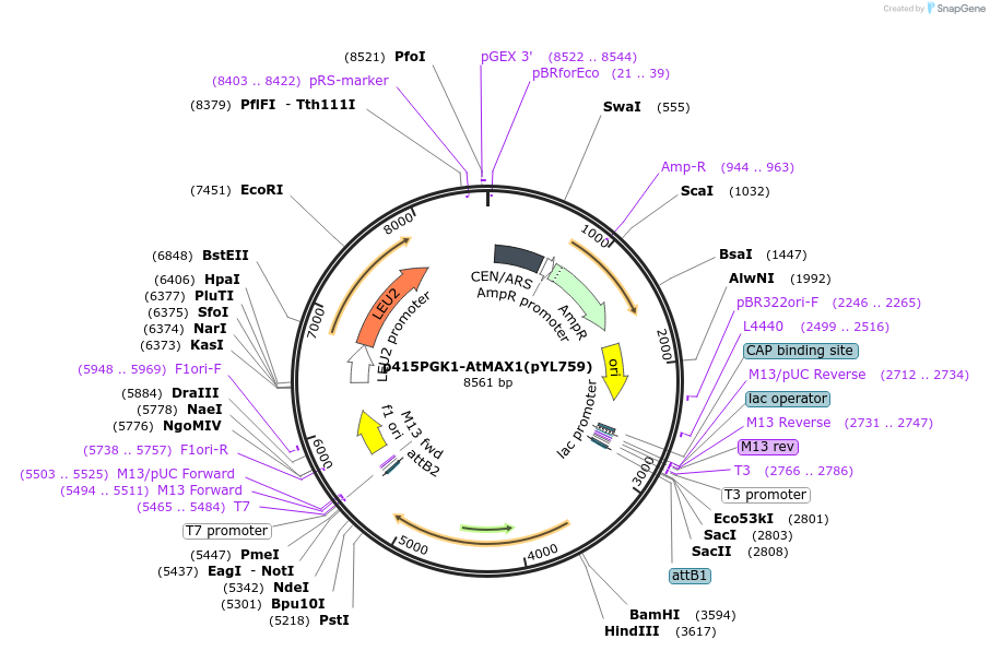178289-plasmid-map-sequence-id-364877