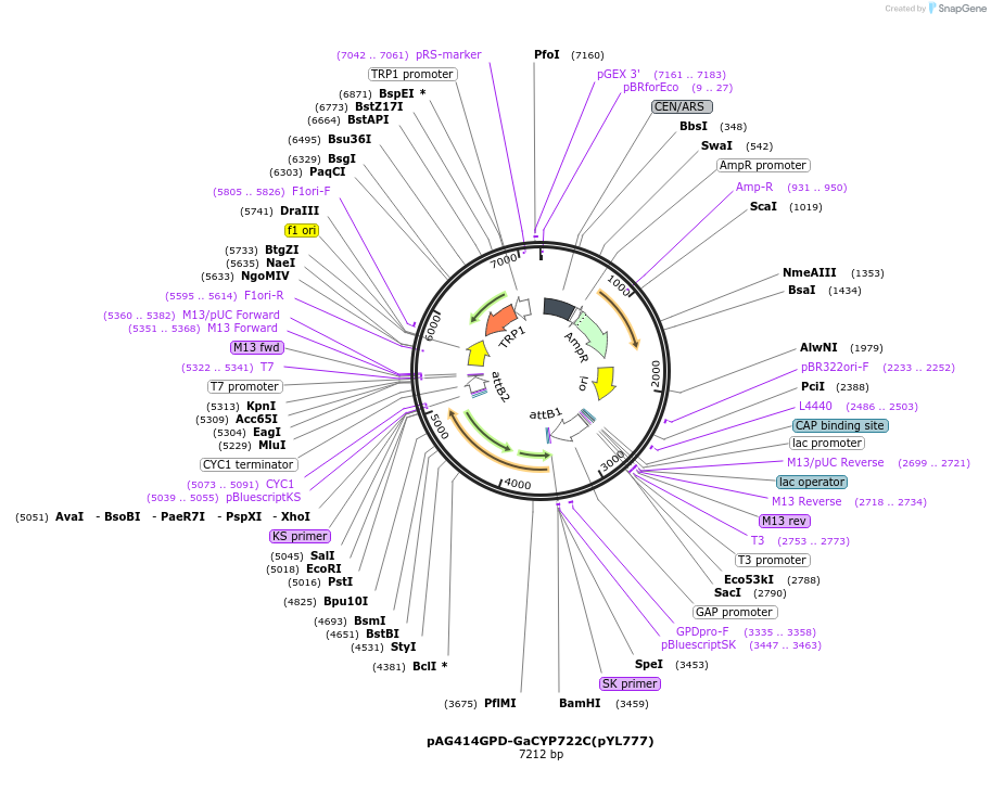 178290-plasmid-map-sequence-id-364878