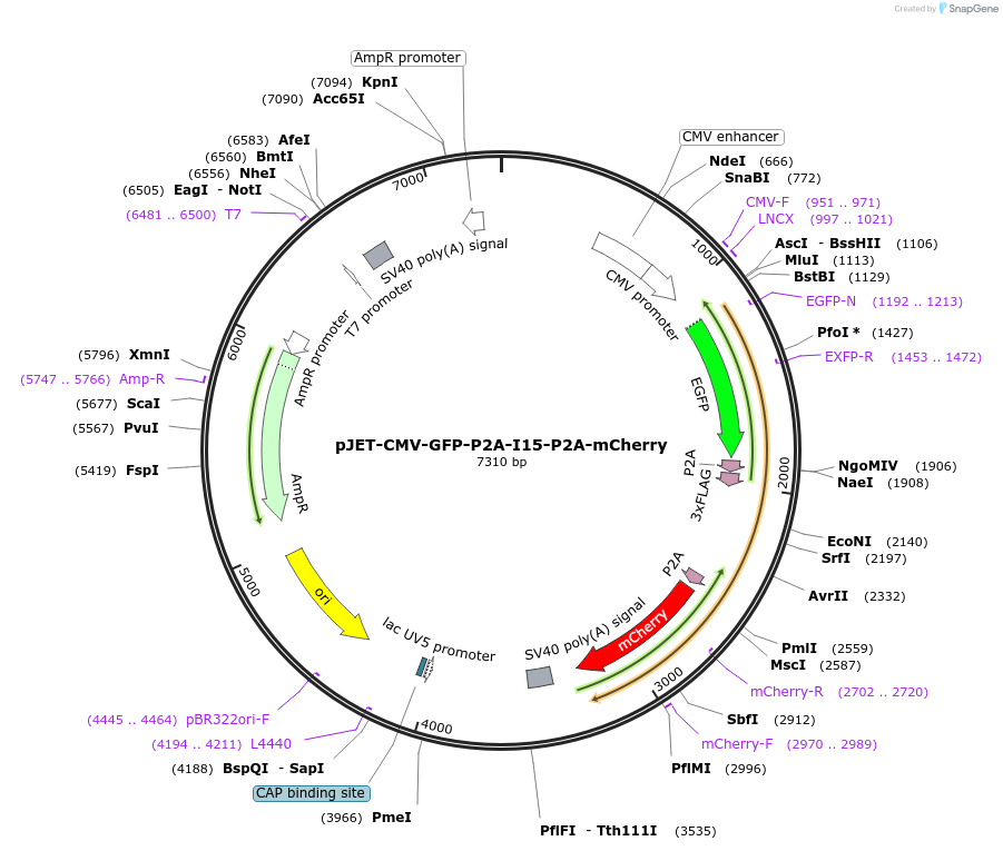 185620-plasmid-map-sequence-id-364879