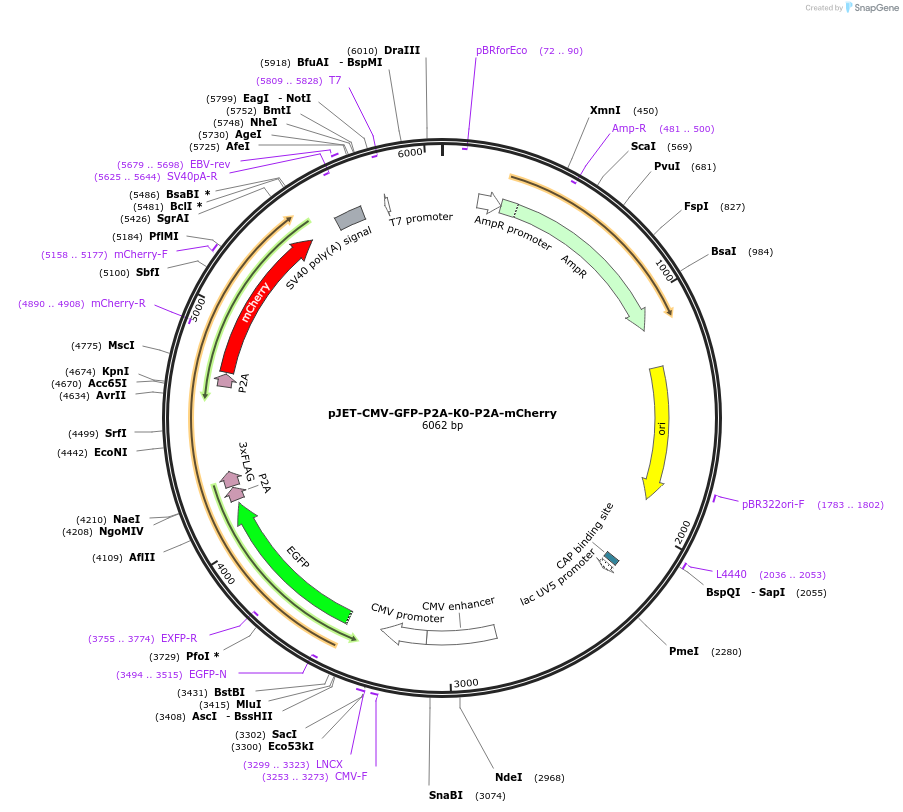 185619-plasmid-map-sequence-id-364881