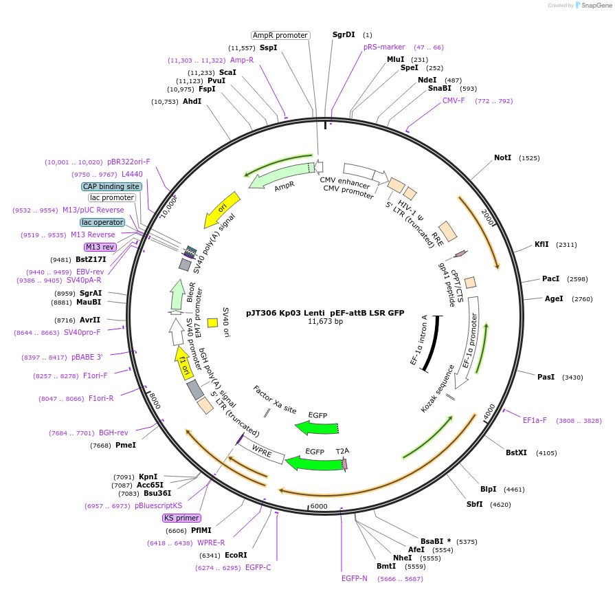 184949-plasmid-map-sequence-id-364894