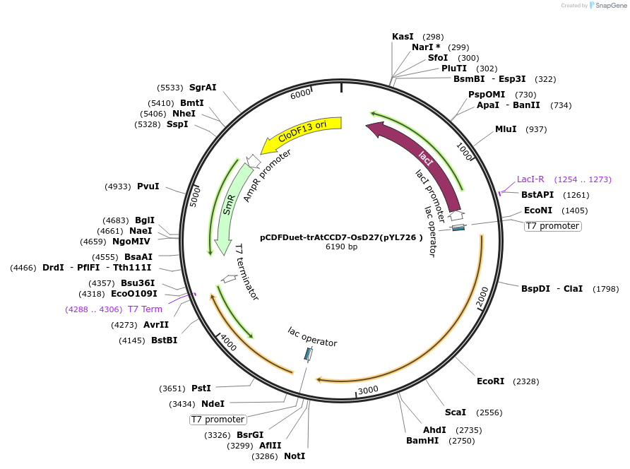 178285-plasmid-map-sequence-id-364896