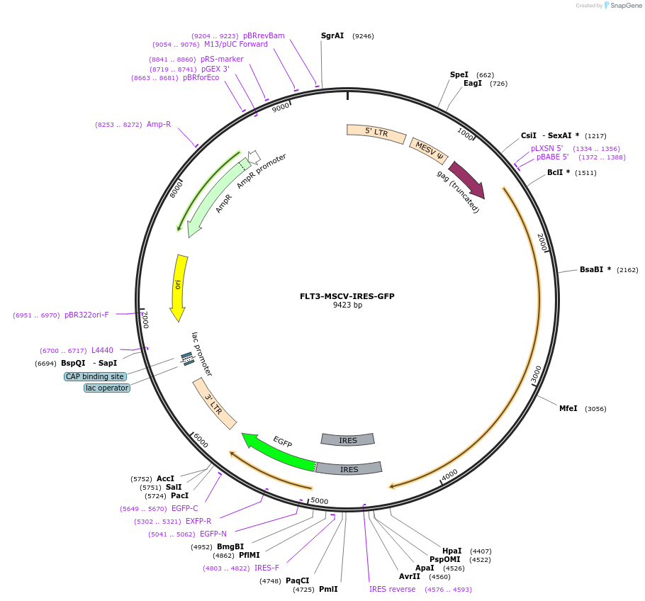 184778-plasmid-map-sequence-id-364897