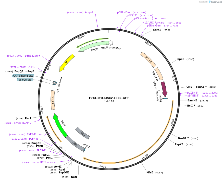 184779-plasmid-map-sequence-id-364900