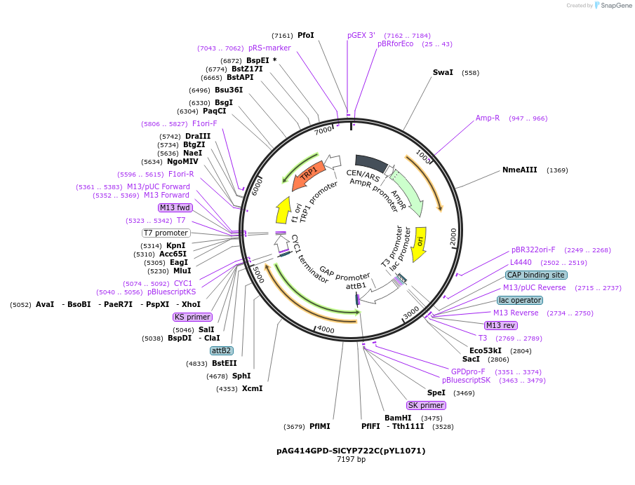 178294-plasmid-map-sequence-id-364901