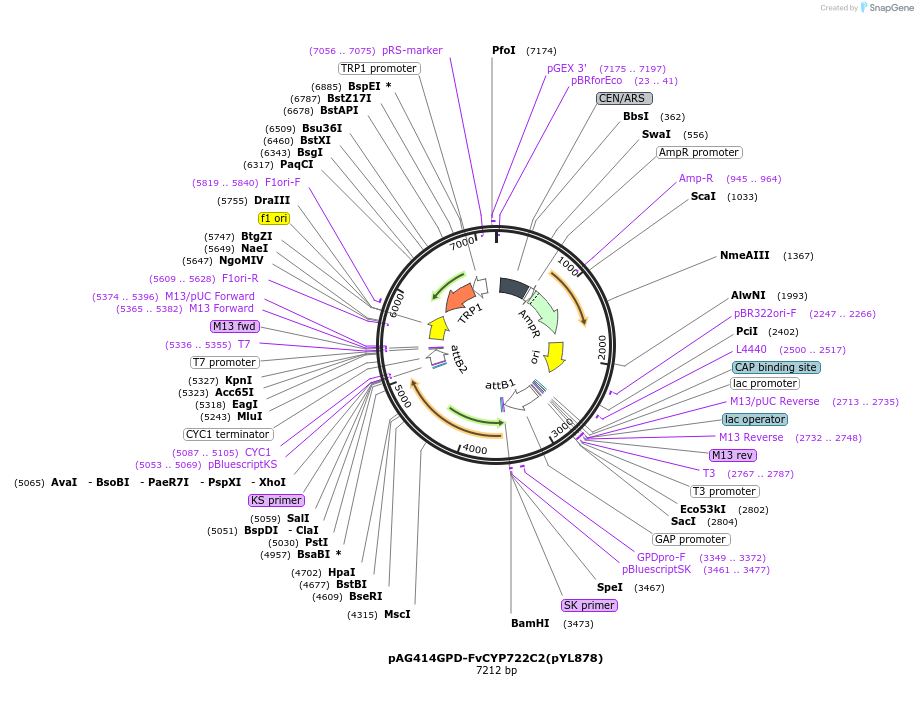 178299-plasmid-map-sequence-id-364908
