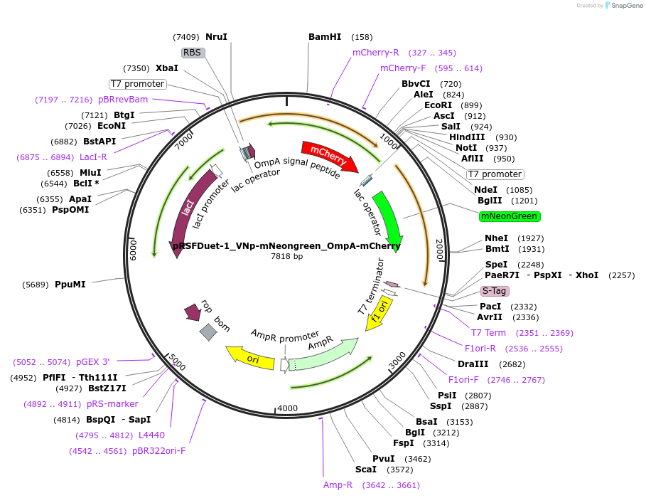 182390-plasmid-map-sequence-id-364909