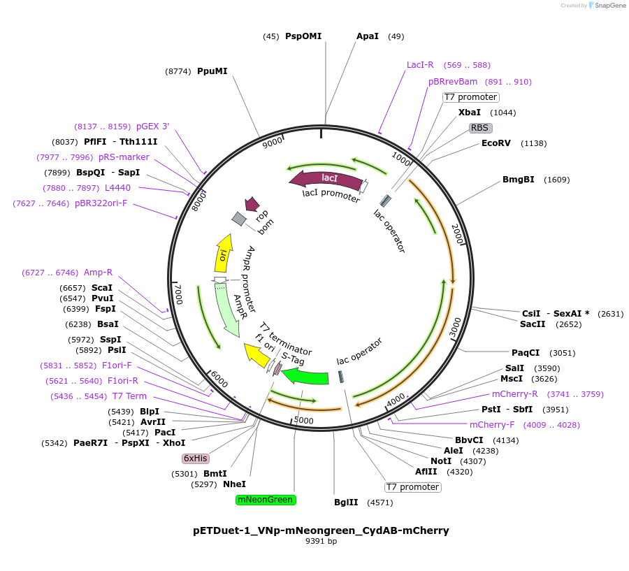 182391-plasmid-map-sequence-id-364912