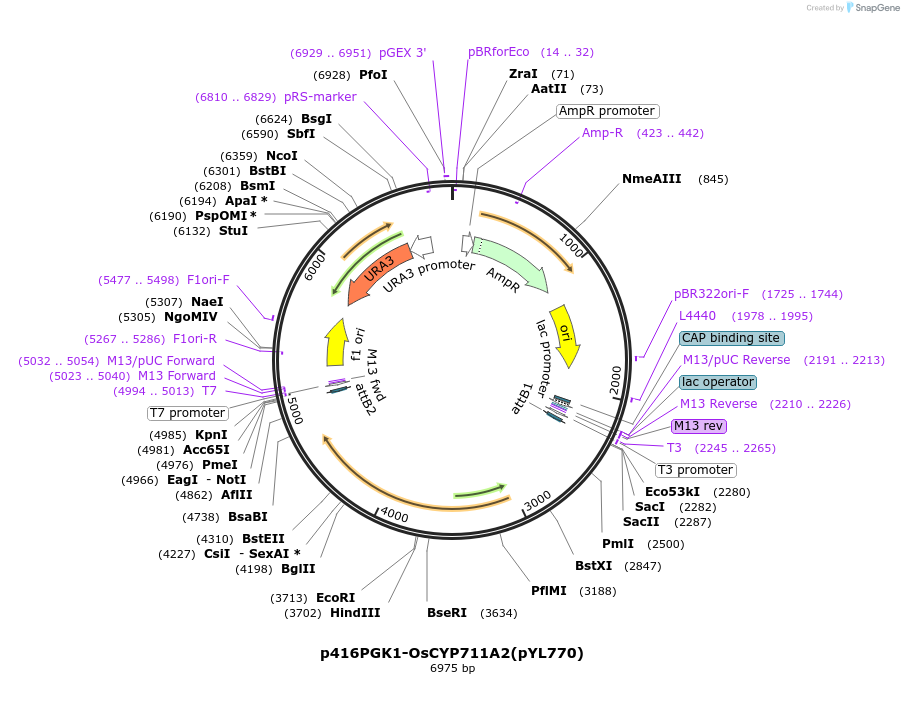 178301-plasmid-map-sequence-id-364916