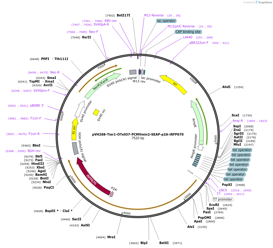 169591-plasmid-map-sequence-id-364973