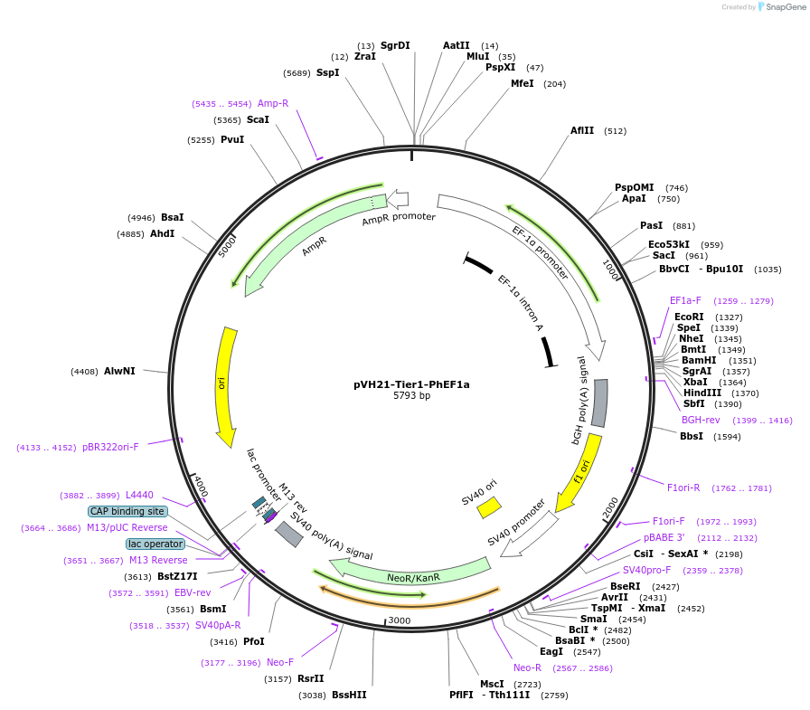 169561-plasmid-map-sequence-id-364975