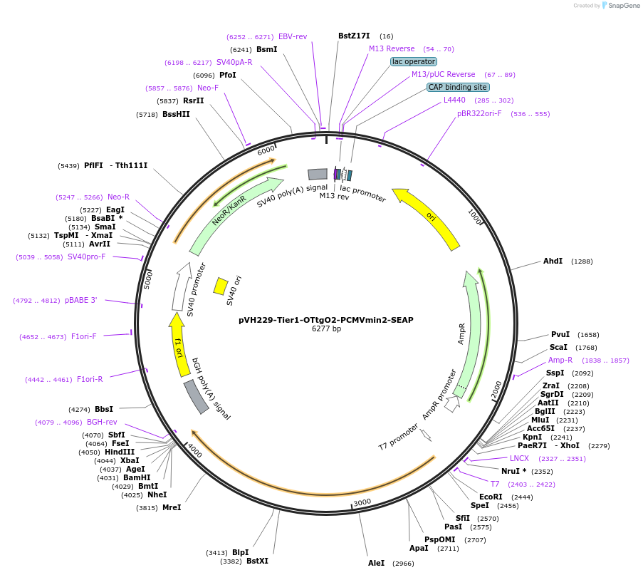 169565-plasmid-map-sequence-id-364977