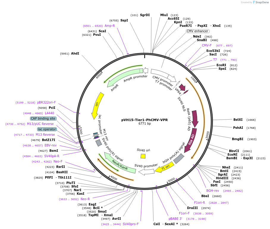 169570-plasmid-map-sequence-id-364980