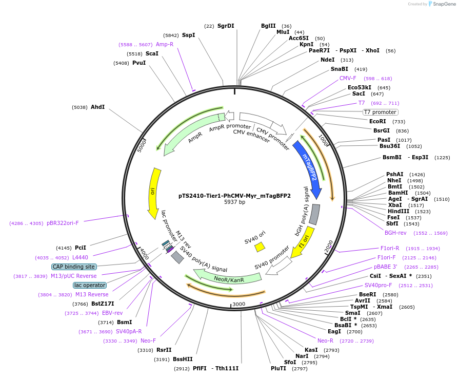 169535-plasmid-map-sequence-id-364986