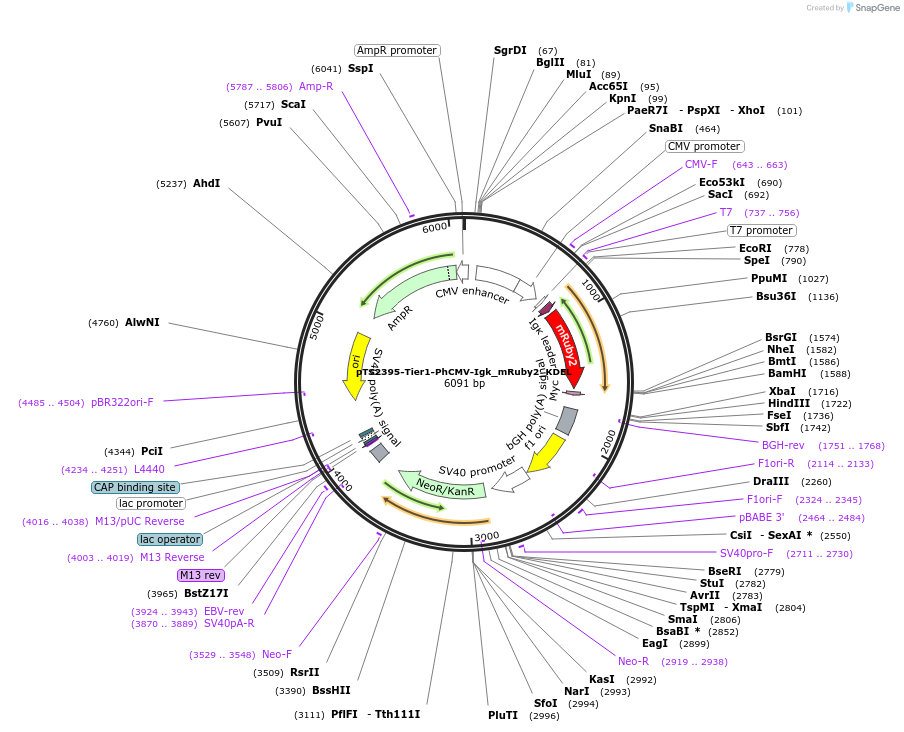 169533-plasmid-map-sequence-id-364987