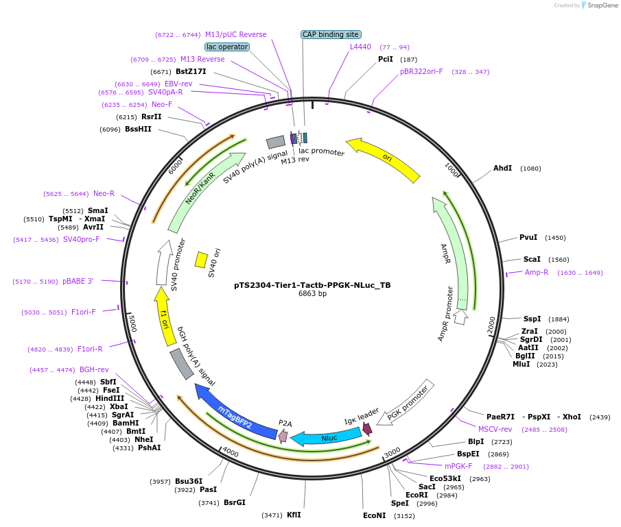 169549-plasmid-map-sequence-id-364990