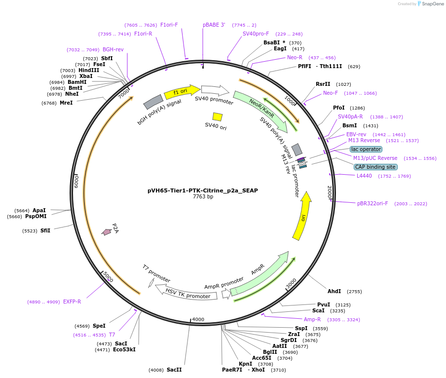 169559-plasmid-map-sequence-id-364992