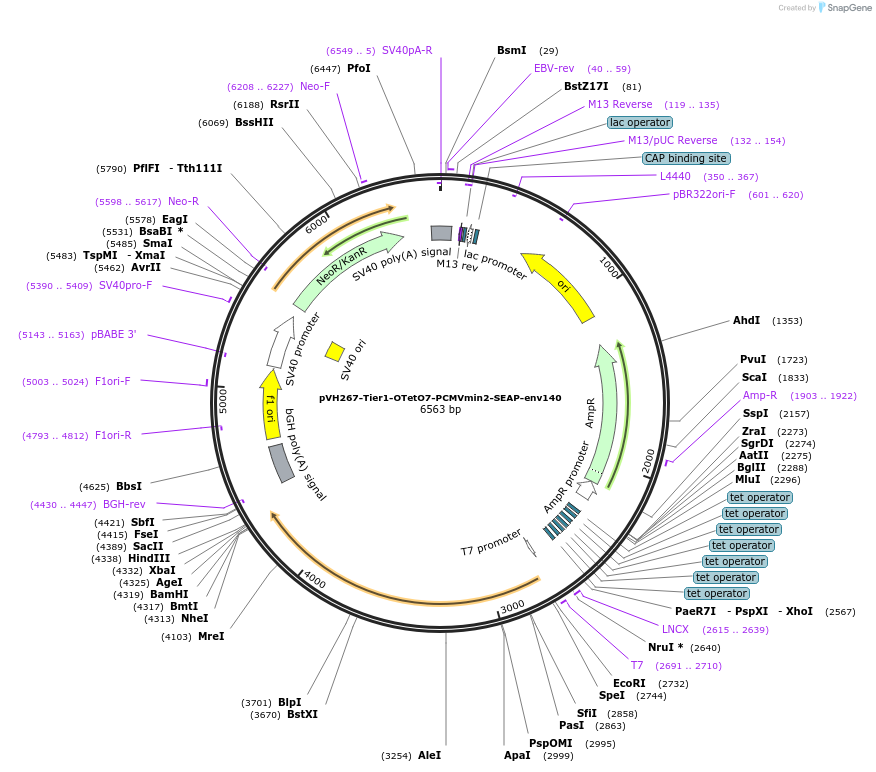 169590-plasmid-map-sequence-id-364993