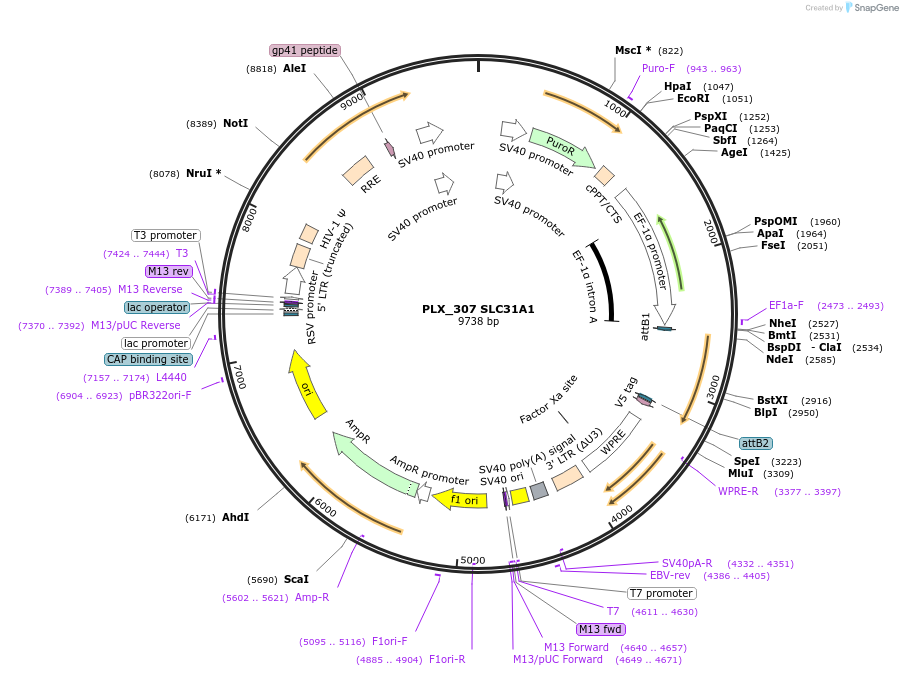 184491-plasmid-map-sequence-id-364994