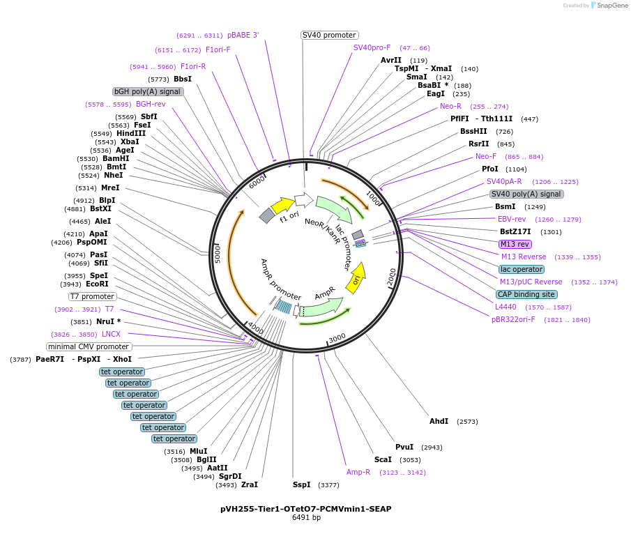 169587-plasmid-map-sequence-id-364995