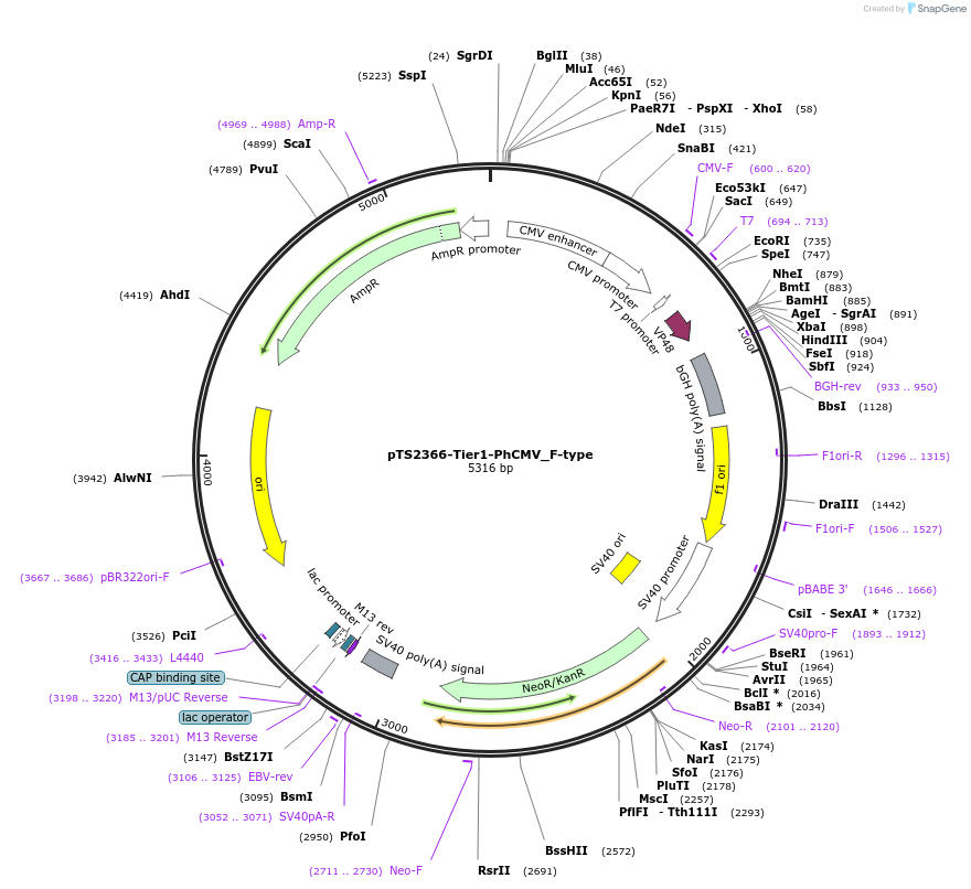 169567-plasmid-map-sequence-id-364997
