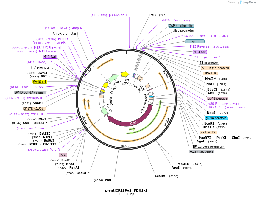184488-plasmid-map-sequence-id-365000